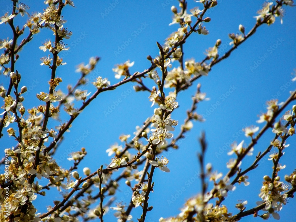 flowering in the garden. white flowers on a tree.   flowers on tree on blue sky background.  spring in the garden                      