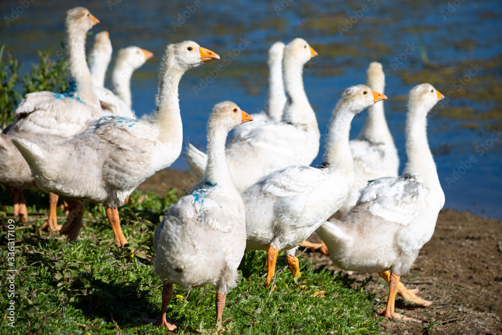 young domestic white small geese (ducks) walk on the sand near the reservoir and flap their wings , their bodies are painted with identification paint young domestic white small geese (ducks) walk on the sand near the reservoir and flap their wings , their bodies are painted with identification paint