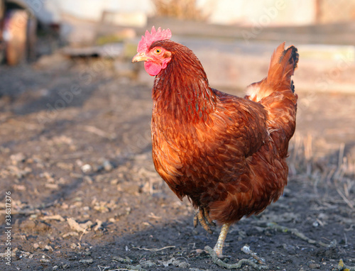 Hen in bio farm - Outdoor chicken