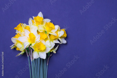 bouquet of yellow narcissus flowers on violet colored paper background with copy space