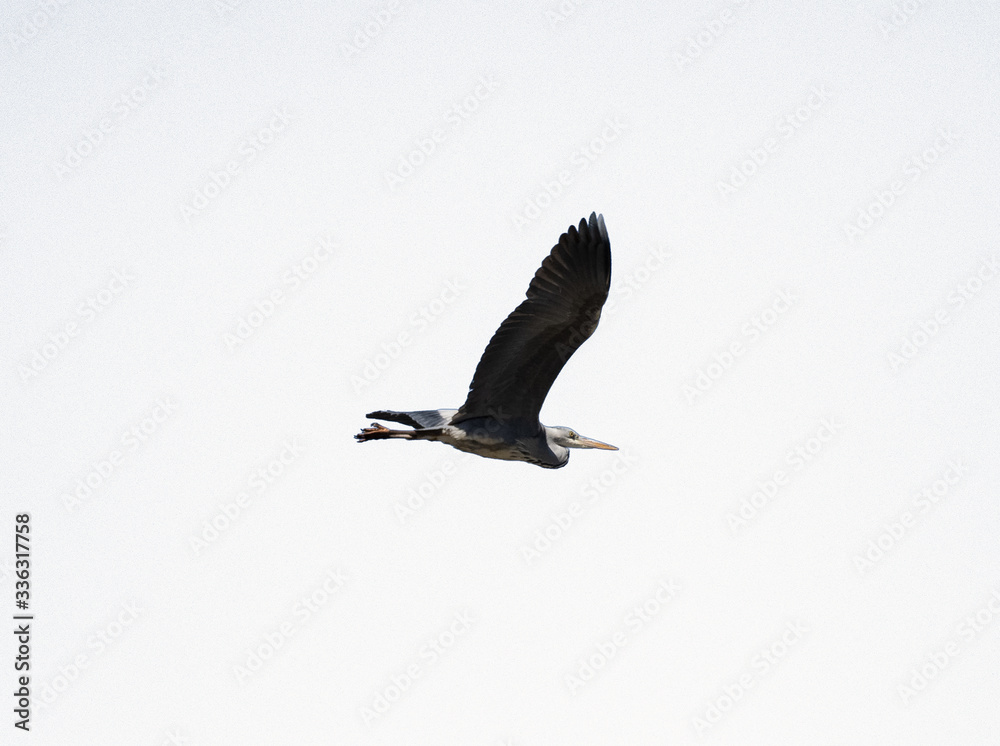 Fototapeta premium Graureiher im Flug auf weißem Hintergrund