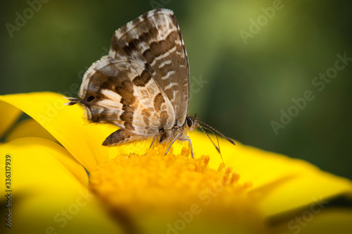 The Beautiful  butterfly In The Spring, On The Yellow Chrysanthemum Flower, Closeup photo