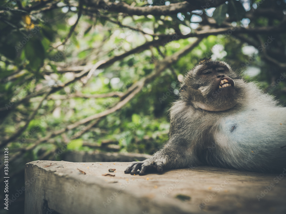Małpa na wyspie Bali - obrazy, fototapety, plakaty 