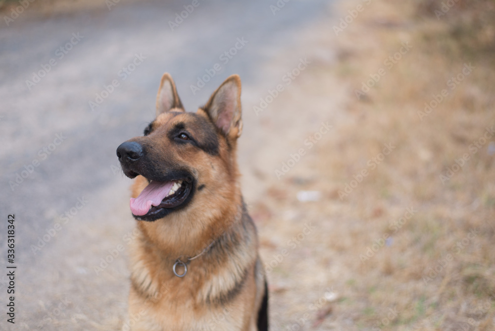 Hungarian hound pointer vizsla dog in autumn time in the field