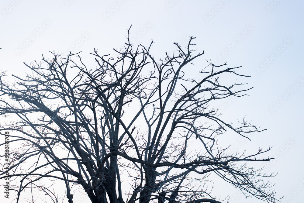 Trees without leaves on a blue background and trees leave leaves in summer. Trees without leaves on a blue background and trees leave leaves in summer.