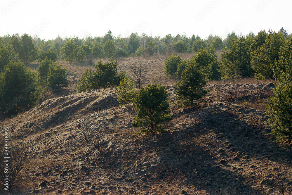 Pine trees on the mountain on a sunny spring day.