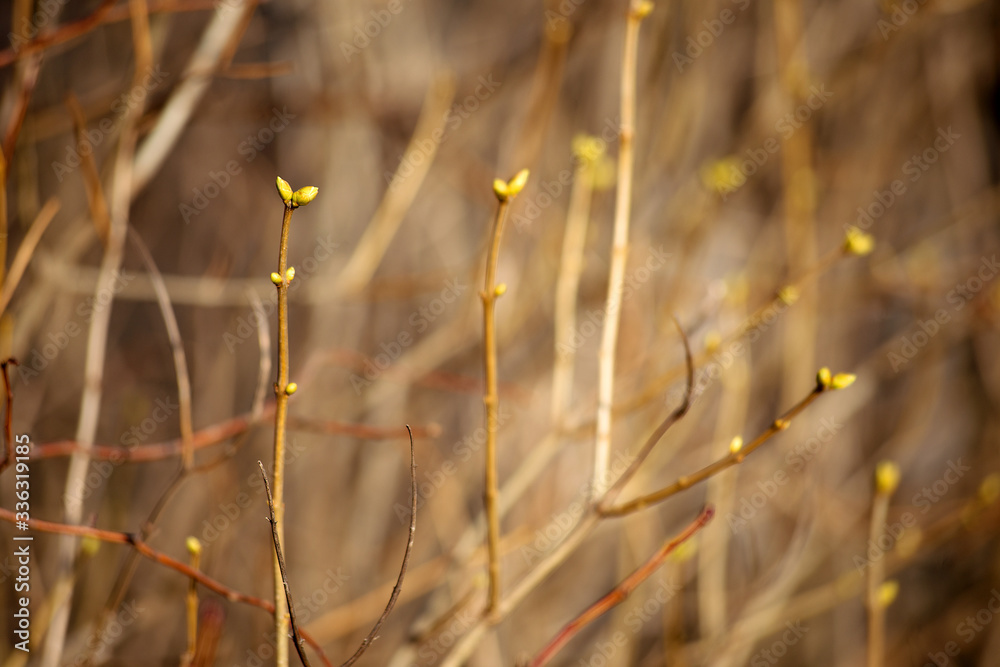 Fototapeta premium Buds swell on a tree branch close-up on a sunny day.