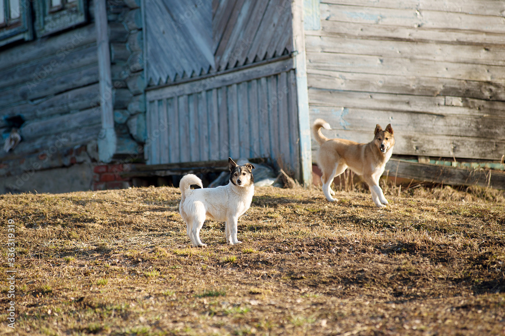 Obraz premium Two stray dogs in the village on a sunny day.