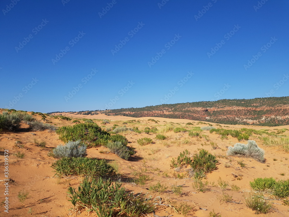 Yellow Sand and shrubs at Coral Pink Sand Dunes State Park, Utah Yellow Sand and shrubs at Coral Pink Sand Dunes State Park, Utah