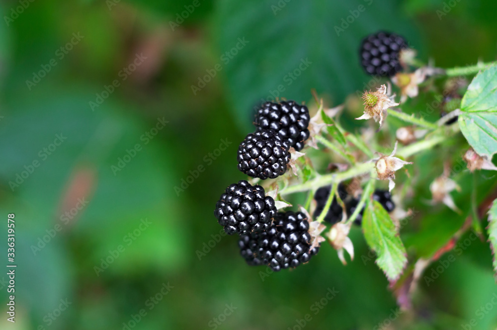 BlackBerry berries on a branch close-up. A BlackBerry Bush.Berry harvest. Ripe blackberries on a green background. Healthy food for vegans. BlackBerry berries on a branch close-up. A BlackBerry Bush.Berry harvest. Ripe blackberries on a green background. Healthy food for vegans.