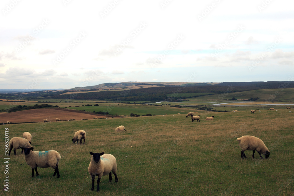 Sussex (England), UK - August 23, 2015: Sheeps near Sussex coast, England, United Kingdom. Sussex (England), UK - August 23, 2015: Sheeps near Sussex coast, England, United Kingdom.