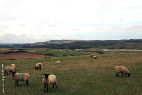 Sussex  England   UK - August 23  2015  Sheeps near Sussex coast  England  United Kingdom.