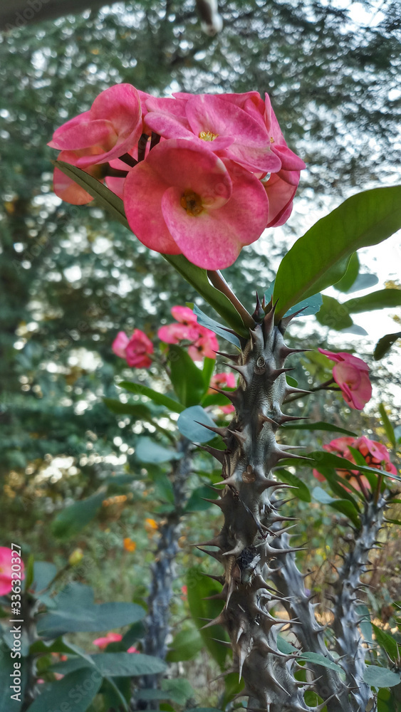 Obraz premium The flower bush thorns were sharp enough to poke through the gardening gloves, even her expensive ones.