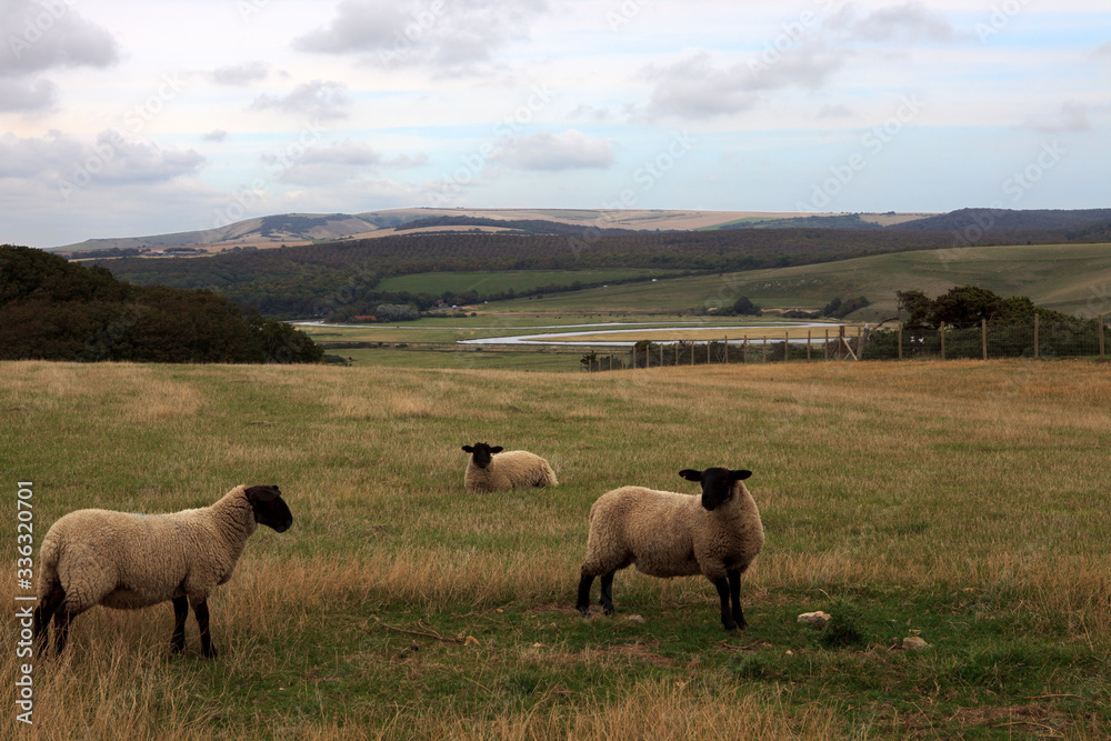 Fototapeta premium Sussex (England), UK - August 23, 2015: Sheeps near Sussex coast, England, United Kingdom.