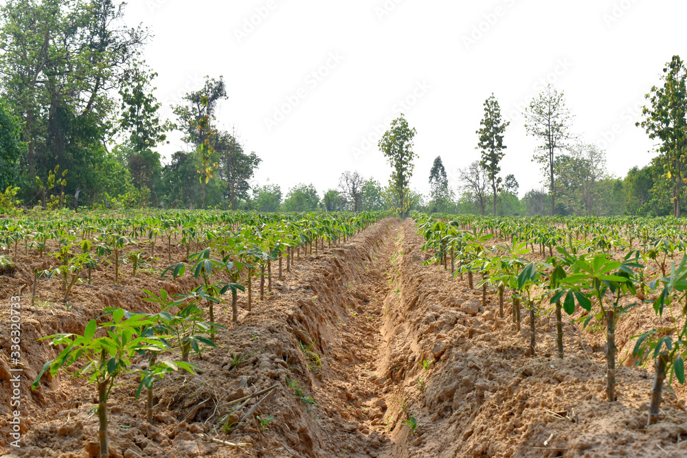 Obraz premium Close up of cassava plant rows in farmland at countryside of Northeast Thailand