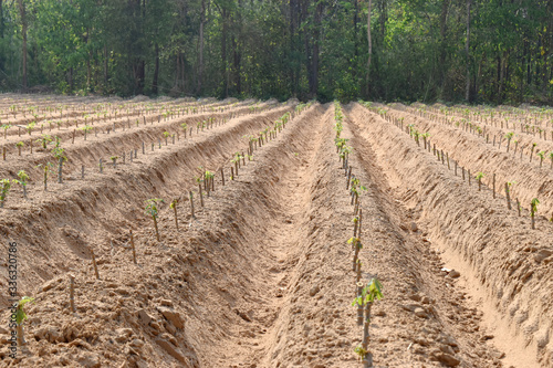 Close up of cassava plant rows in farmland at countryside of Northeast Thailand