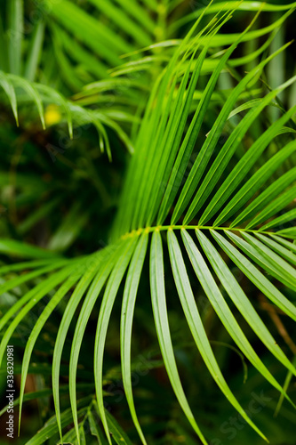 Palm leaf in garden. Background contains othr leaves. Close up shot. Ecologocal and botanical concept. © Artem