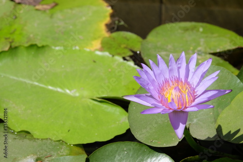 Purple lotus blossoms blooming in the sunlight in the lotus flower garden  with bees flying around.