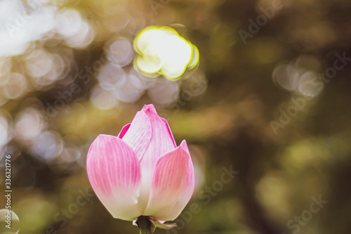 Pink Lotus blossom Bud. Beautiful lily water against bright bokeh nature background