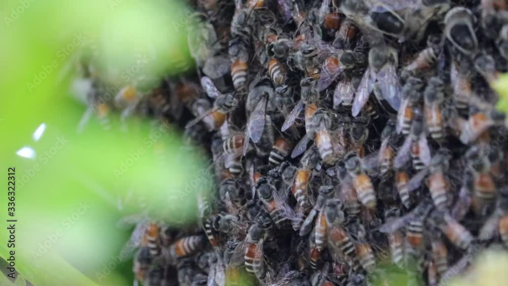 honey bees fast activity honey bees fast activity
