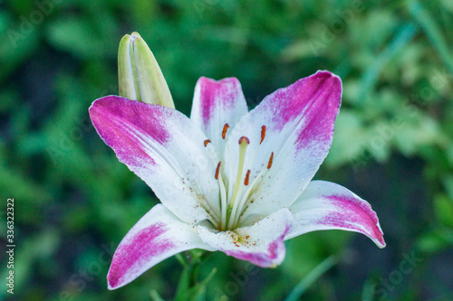 Garden Lily