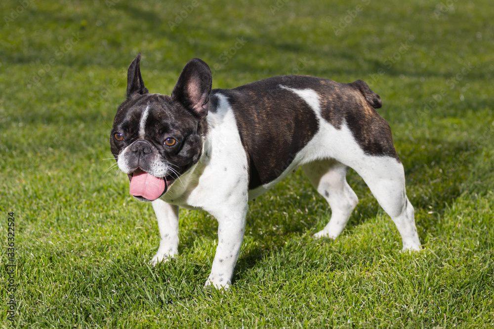 Portrait picture of a French Bulldog puppy who is playing in the yard on the grass. Portrait picture of a French Bulldog puppy who is playing in the yard on the grass.