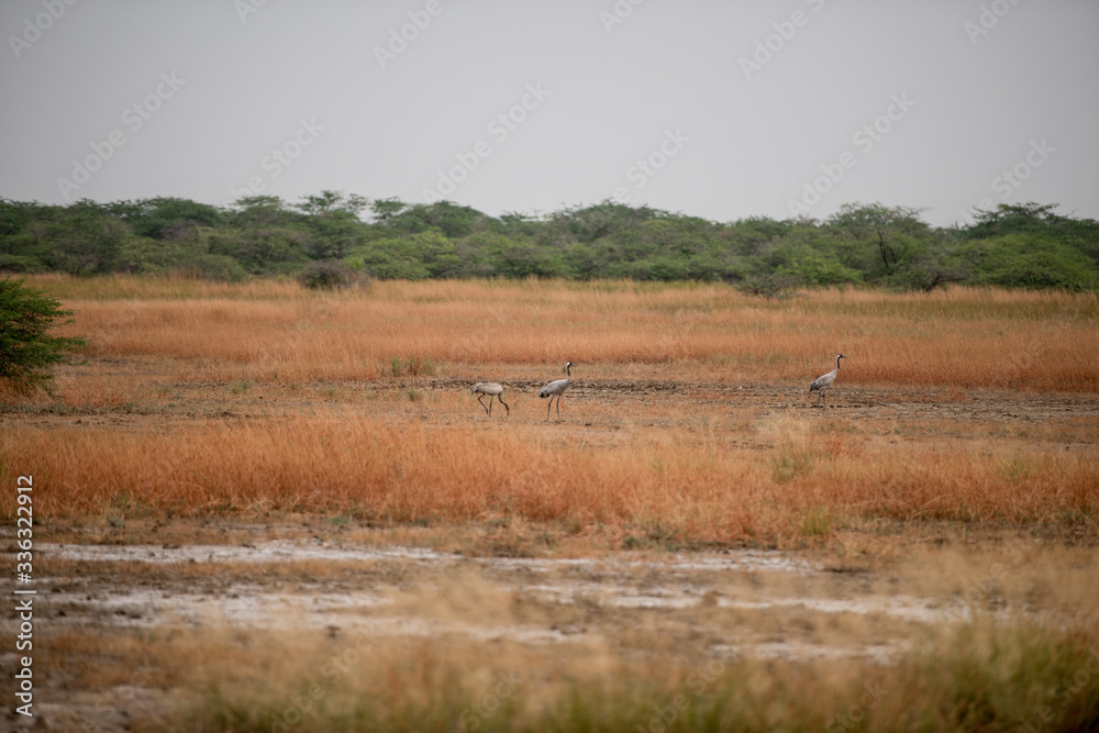 Crane Bird in field Migratory Birds