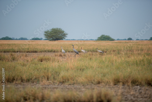 heron in the field