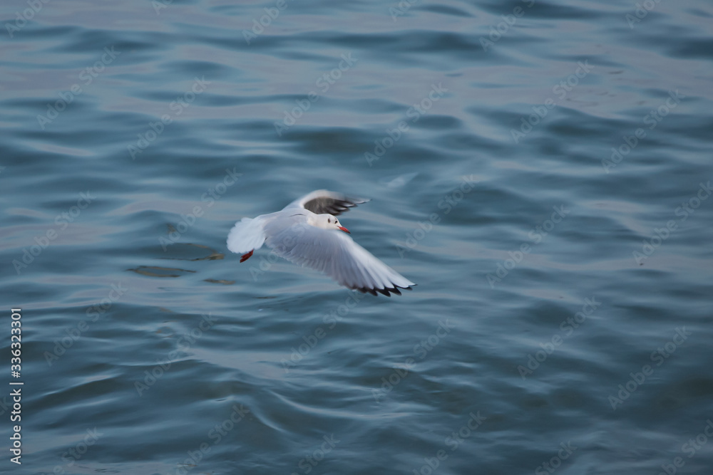 A seagull going in for a landing in tumwater Water falls park in tumwater . Seagull flying in the sky . seagulls are flying against the beach A seagull going in for a landing in tumwater Water falls park in tumwater . Seagull flying in the sky . seagulls are flying against the beach