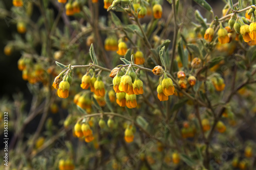 Yellow fynbos flower, Western Cape, South Africa