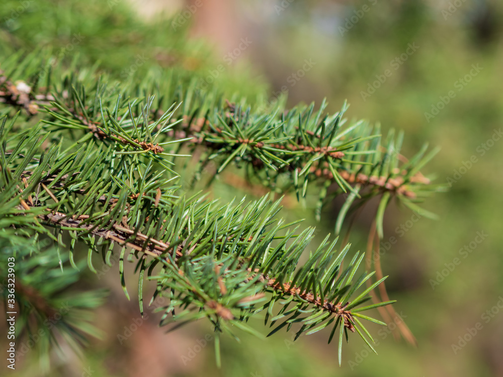 Coniferous tree branch with water drops. Macro shot Coniferous tree branch with water drops. Macro shot
