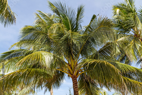 Wallpaper Mural King Coconut Plantation Tree fruits Yellow bunches palm coco Sri Lanka Torontodigital.ca