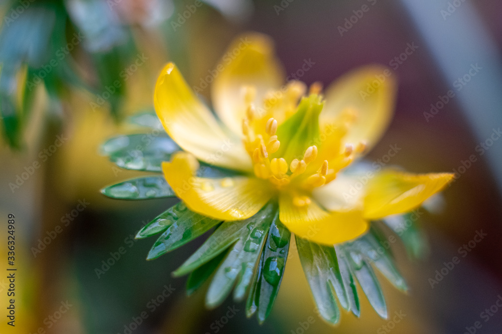Naklejka premium small yellow wildflowers in a meadow buttercup caustic or another name for night blindness