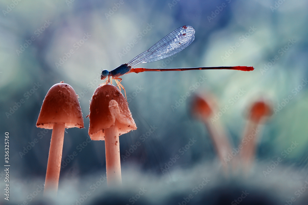 dragonfly on a fungus - obrazy, fototapety, plakaty 