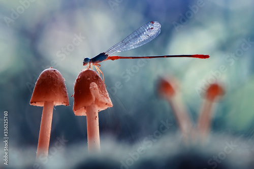 dragonfly on a fungus