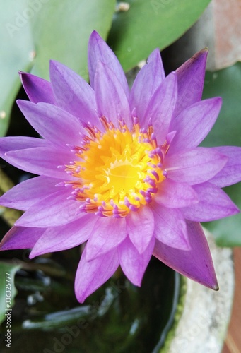 pink water lily blooming purple beautiful nature