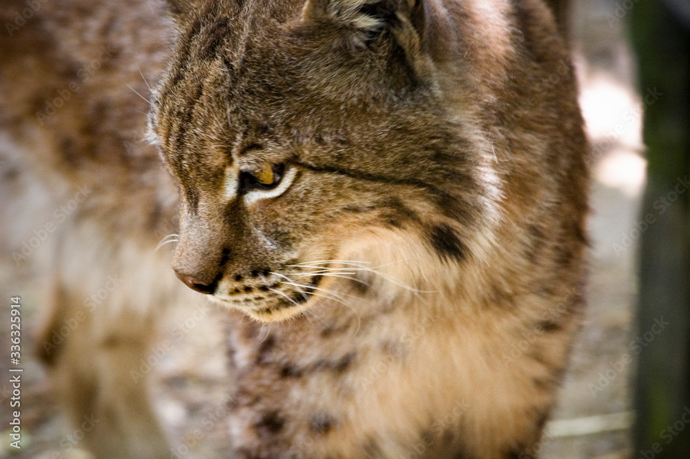Portrait rapproché sur un Lynx européen Portrait rapproché sur un Lynx européen