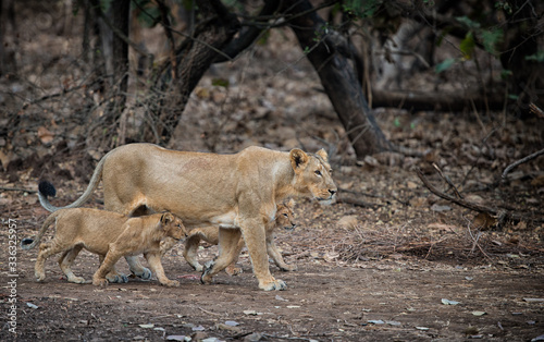 lioness and cubs in Jungle