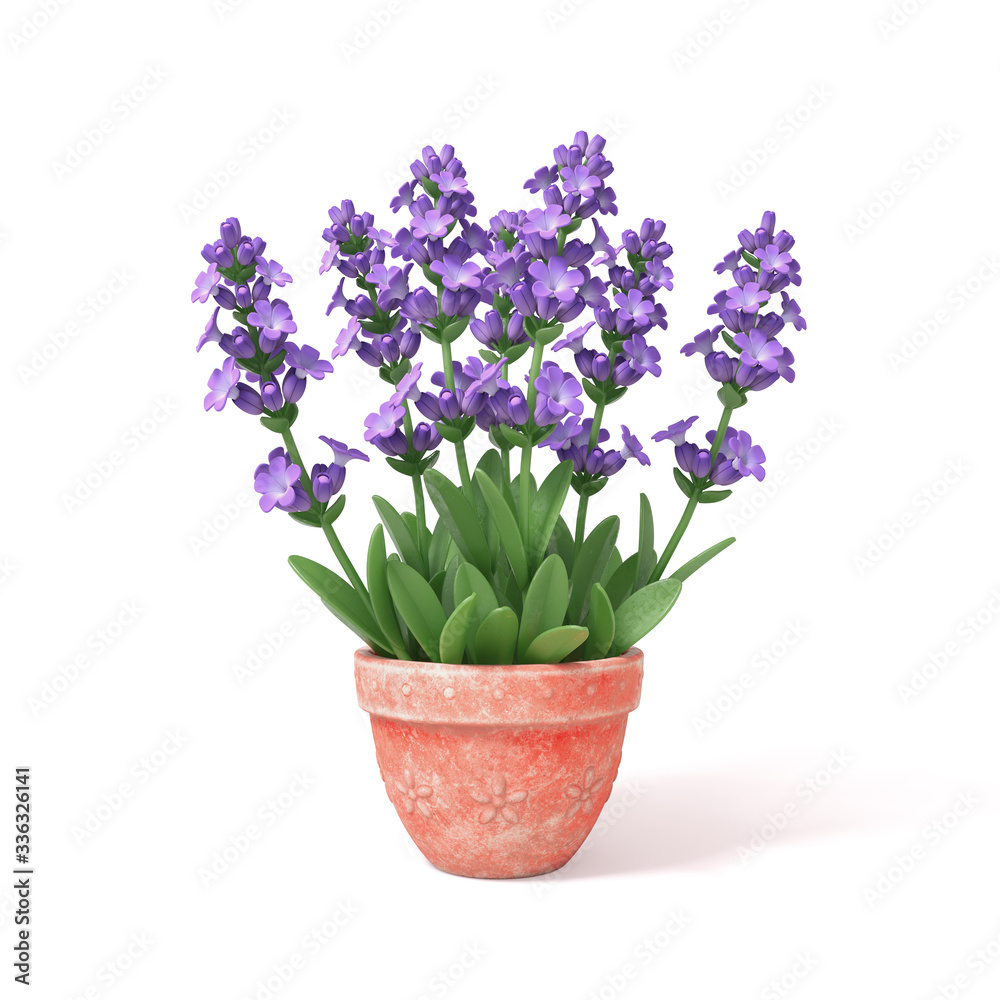 Beautiful purple lavender herb plant in a clay pot. Bouquet of fresh violet lavender flowers. Bunch of Blooming Lavender for Aromatherapy. Aromatic Wildflower. 3d render isolated on white backdrop