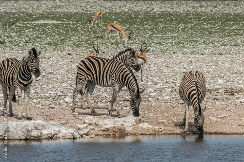 Zebras in Etosha NP  Namibia