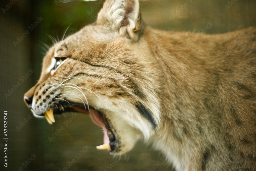 Obraz premium Portrait rapproché sur un Lynx européen qui baye