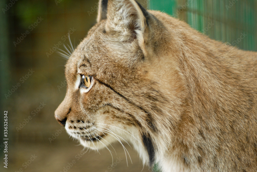 Portrait rapproché sur un Lynx européen Portrait rapproché sur un Lynx européen