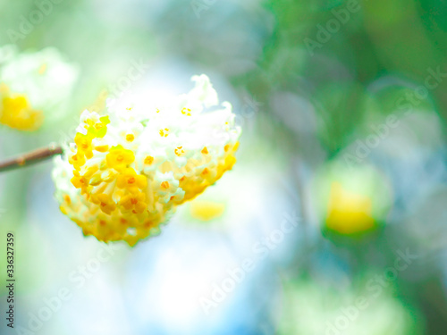 ふわふわ植物＊ミツマタ