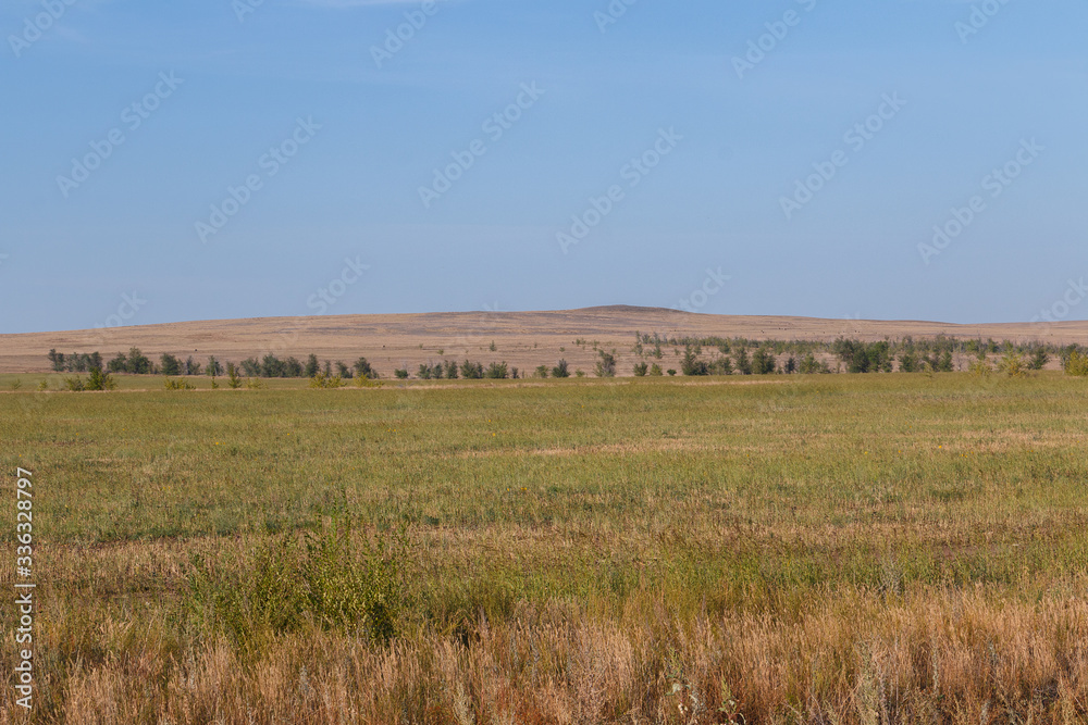 desert steppe dry grass