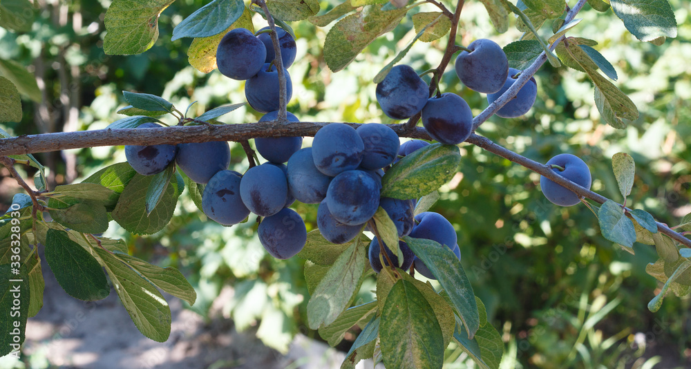 purple plum on a green branch in the garden purple plum on a green branch in the garden