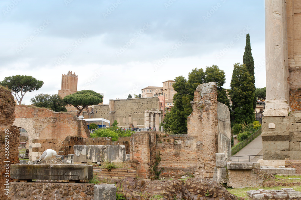 View of the Roman Forum with a seagull in Rome, Italy