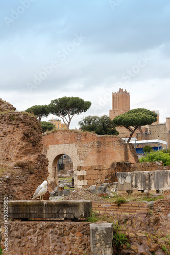 View of the Roman Forum with a seagull in Rome, Italy