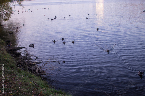 ducks on the lake © nino