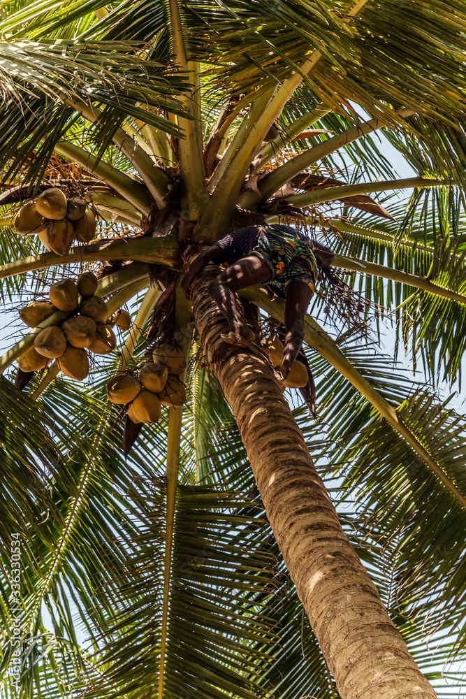 Obraz premium Man Climbing Cocos coconut palm tree trunk. King Coconut trees in Sri Lanka