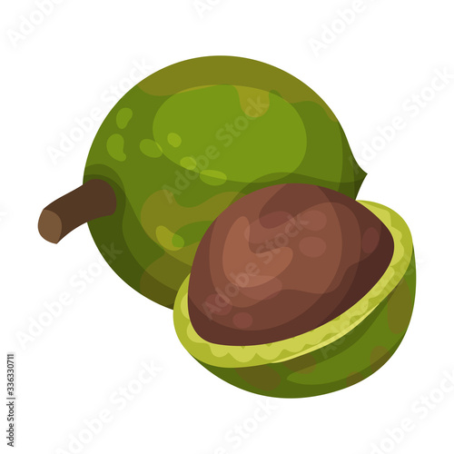 Whole and Shelled Macadamia Nut Vector Illustration